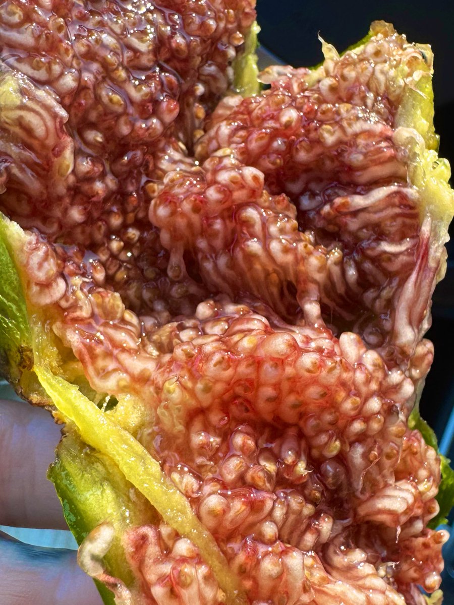 ec0maniac's tweet image. whoever was first to look at a fig and decide to eat it...... brave