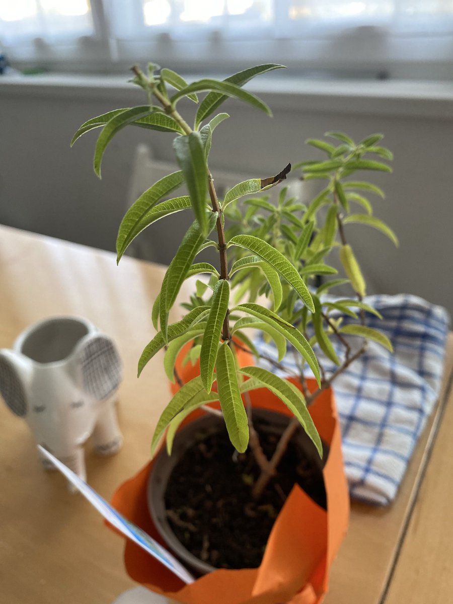 Sonia Zuccaro tweet media