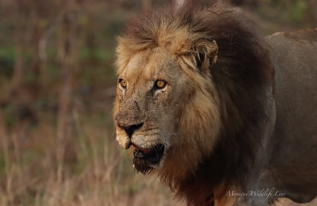 susmeds71's tweet image. Resilience and determination 
🦁The one and only MOHAWK🦁 
(📷 Monique Fourie - FB post yesterday)
#Mohawk 
#lovelions