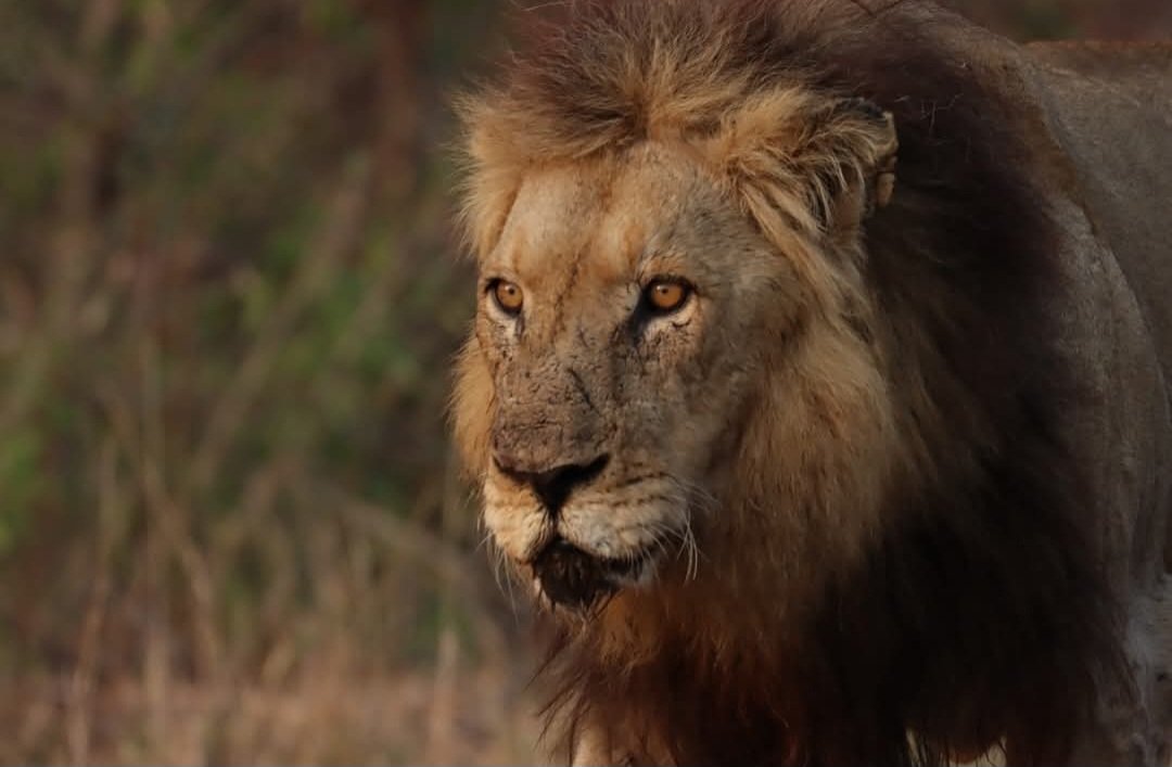 susmeds71's tweet image. Resilience and determination 
🦁The one and only MOHAWK🦁 
(📷 Monique Fourie - FB post yesterday)
#Mohawk 
#lovelions
