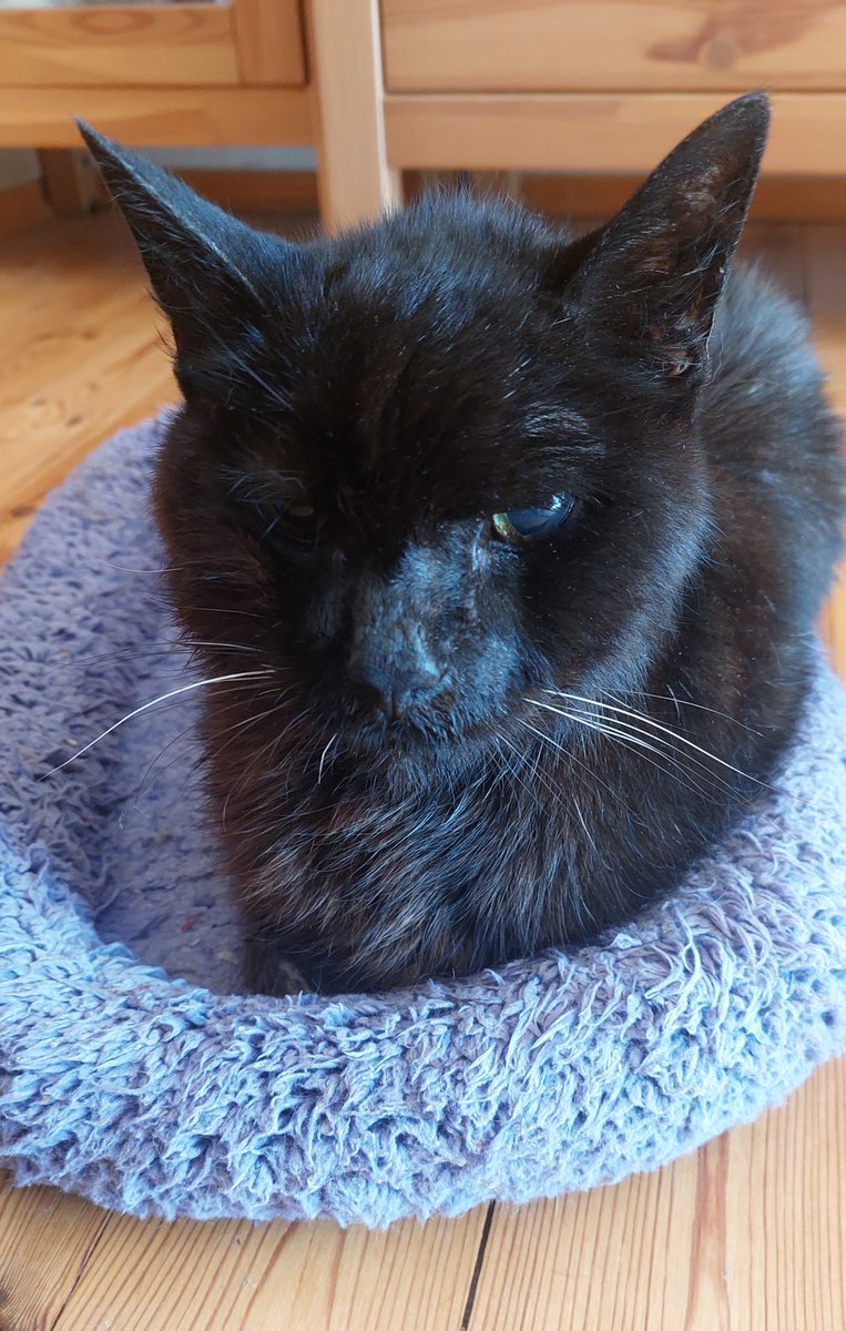 TheGreatFuzzCat's tweet photo. Liebe Freunde und Freundinnen und Humans, heute gehe ich im nächsten Abenteuer, über dem Regenbogen. Es war mir ein großes Vergnügen, Euch zu kennenlernen! Ich wünsche Euch alles gute, mit viel Leckereien und Liebe.
🍗🍤☕️🥞🍕🍔🥓🧇🍦

Auf Wiedersehen! 

Ihr FUZZ 🐈‍⬛🐾😼 https://t.co/0dRbN8uurp