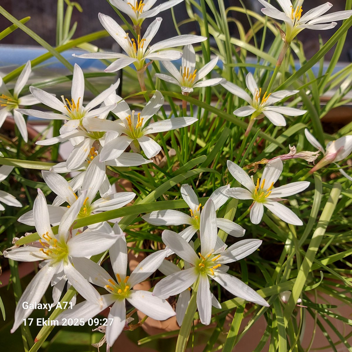 Olur mu acaba dediğimiz dualarımızı yaşarken, şükür secdeleri ettirsin Rabbim,Günaydın