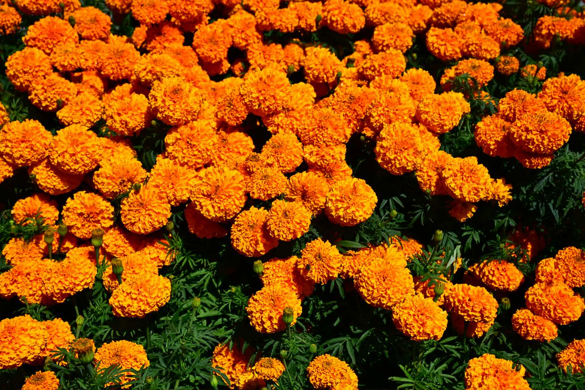 nepaltourismb's tweet image. 🌼 The vibrant marigolds of Tihar spread joy, light, and festive vibes all around! ✨

📸: Susheel Shrestha

Nepal Tourism Board - Gandaki Province Nepalnow.travel

#TiharVibes #MarigoldMagic #NepalNOW #VisitNepal #LifetimeExperiences #NepalTourismBoard