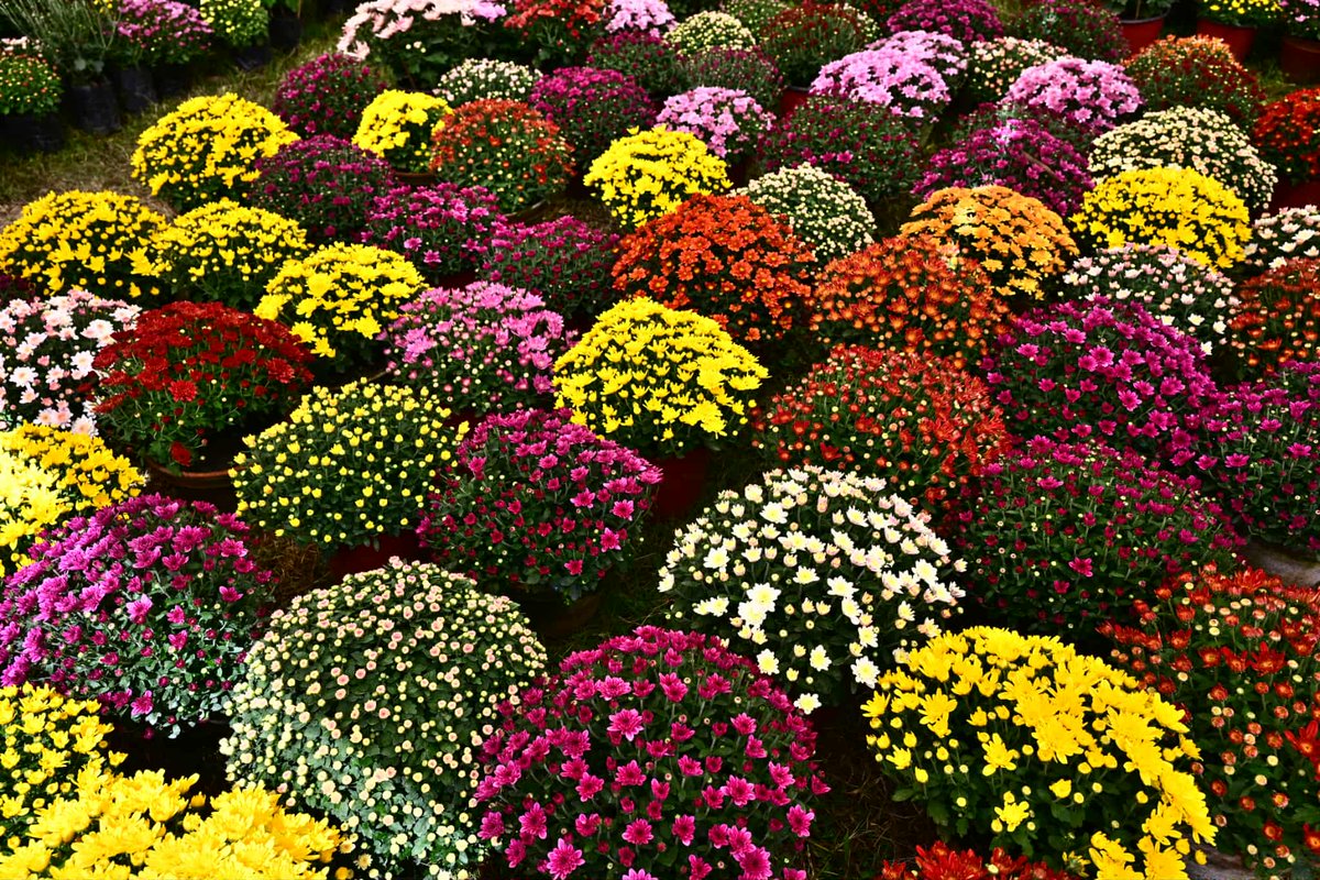nepaltourismb's tweet image. 🌼 The vibrant marigolds of Tihar spread joy, light, and festive vibes all around! ✨

📸: Susheel Shrestha

Nepal Tourism Board - Gandaki Province Nepalnow.travel

#TiharVibes #MarigoldMagic #NepalNOW #VisitNepal #LifetimeExperiences #NepalTourismBoard