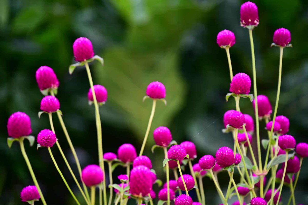 nepaltourismb's tweet image. 🌼 The vibrant marigolds of Tihar spread joy, light, and festive vibes all around! ✨

📸: Susheel Shrestha

Nepal Tourism Board - Gandaki Province Nepalnow.travel

#TiharVibes #MarigoldMagic #NepalNOW #VisitNepal #LifetimeExperiences #NepalTourismBoard