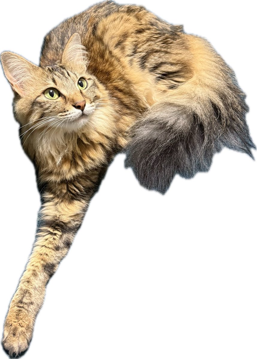 ソファの角の部分にフィットして変な形になってる猫

#今日のにゃとぴ  
#猫のいる暮らし𓏲𓎨 #cat 
#ねこかわいいね