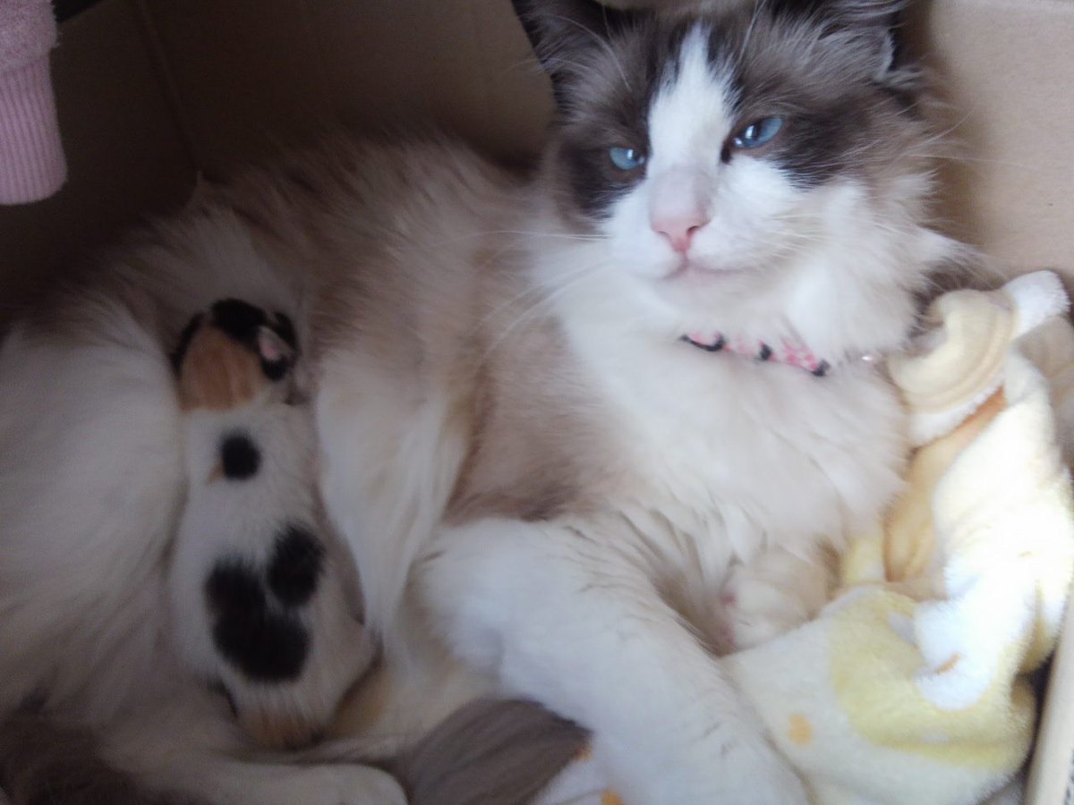 __harunochan__'s tweet image. 小春ちゃん、赤ちゃんの頃もかわいいね。
日本猫代表みたいなビジュアルの小春ちゃんですが、お母さんは洋猫。