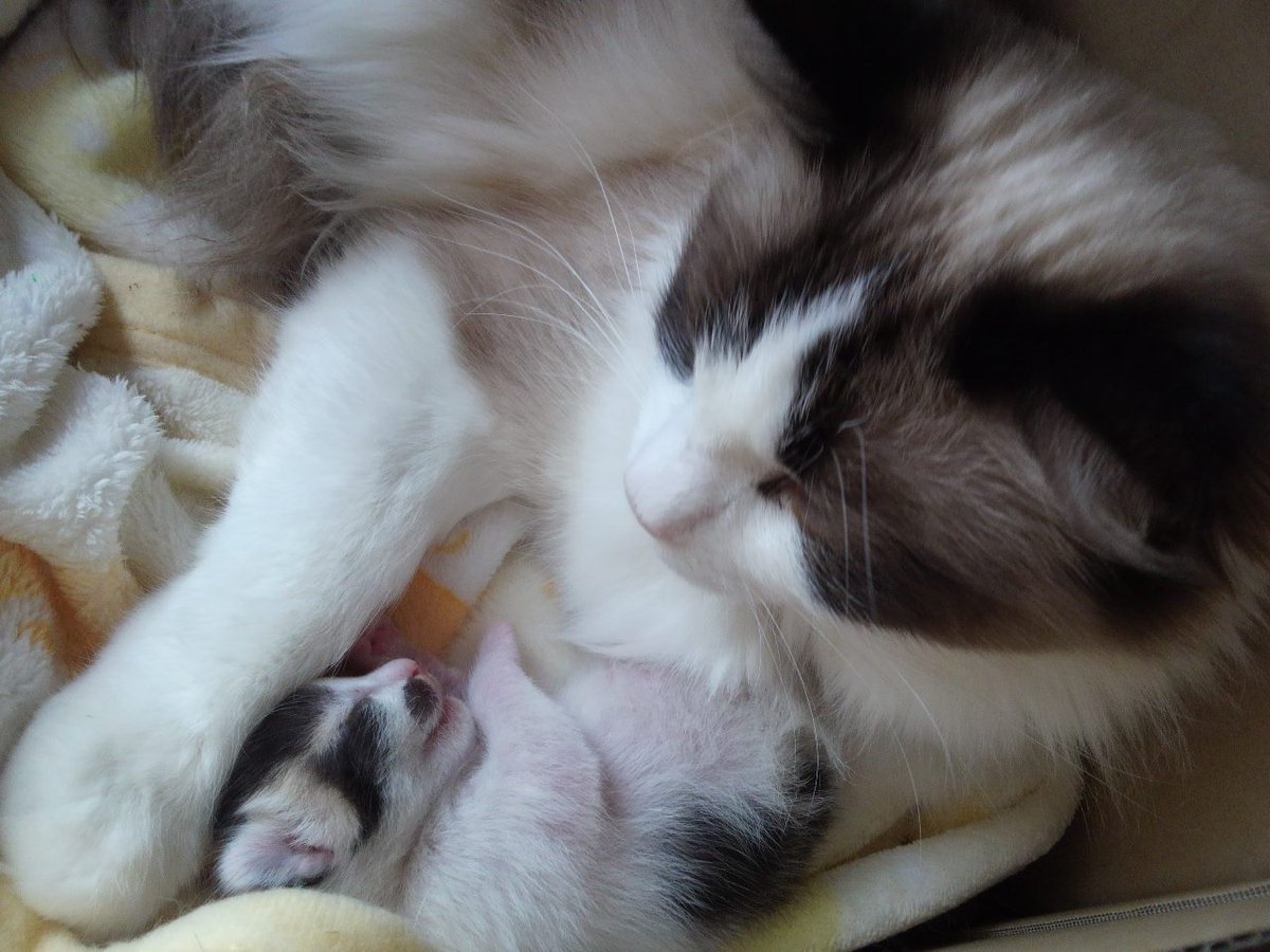 __harunochan__'s tweet image. 小春ちゃん、赤ちゃんの頃もかわいいね。
日本猫代表みたいなビジュアルの小春ちゃんですが、お母さんは洋猫。