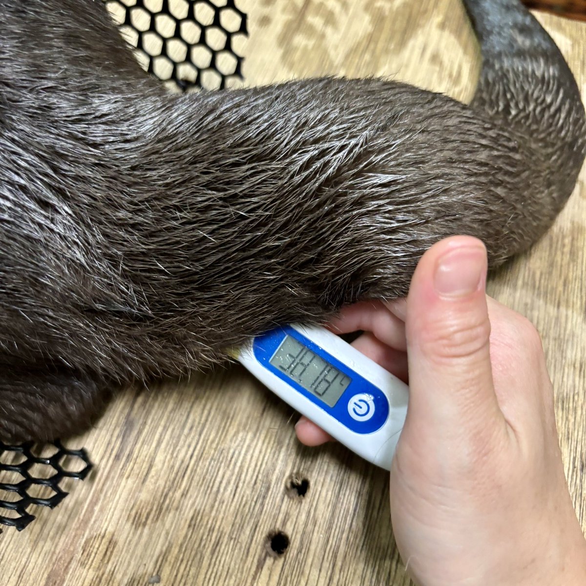 コツメ☺︎　10/17配達 Ninja ZX-10RR］2017年モデルの10Rに本気のサーキット仕様が登場