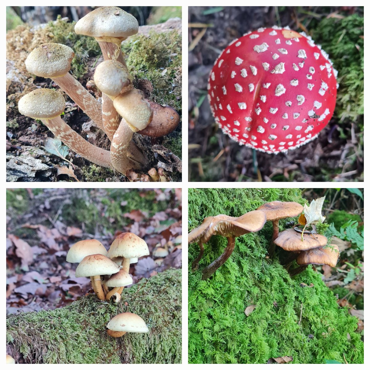 Derwentwater full of autumn colours and the most beautiful fungi in all shapes and sizes
<a href="/nationaltrust/">National Trust</a>