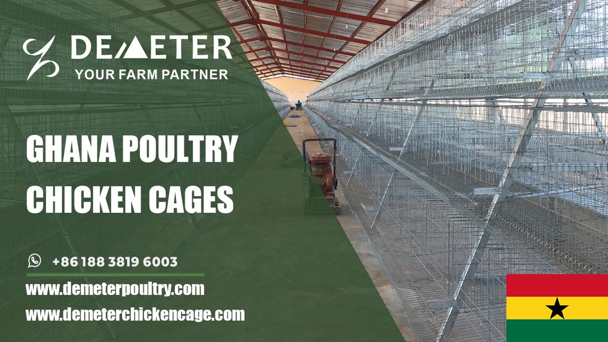 dmtchickencage's tweet image. Tamale Buy Poultry Farm Battery Layer Chicken Cage System in Ghana for Sale
Location: Tamale, Ghana
Farm Situation: 30,000pcs layer chickens
Cage Type: A-type chicken cage system
Shed size: 92*12*3m
Life Span: 15-20 years
WhatsApp: +86 188 3819 6003
#chickencage #chickencageghana