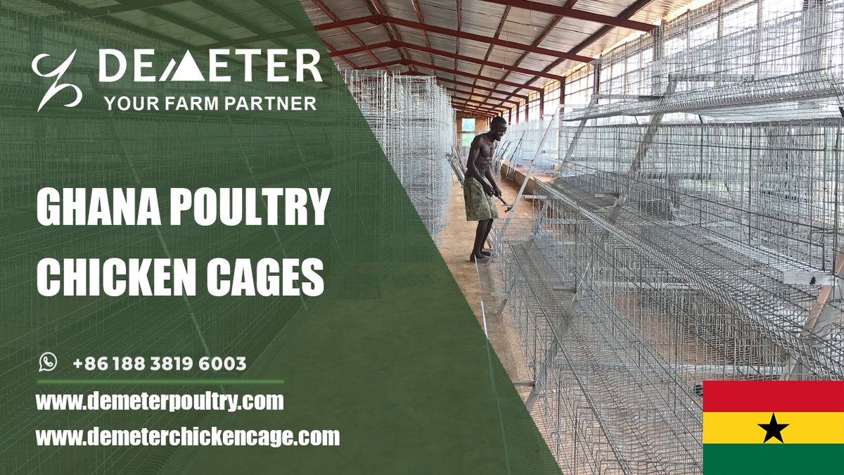 dmtchickencage's tweet image. Tamale Buy Poultry Farm Battery Layer Chicken Cage System in Ghana for Sale
Location: Tamale, Ghana
Farm Situation: 30,000pcs layer chickens
Cage Type: A-type chicken cage system
Shed size: 92*12*3m
Life Span: 15-20 years
WhatsApp: +86 188 3819 6003
#chickencage #chickencageghana
