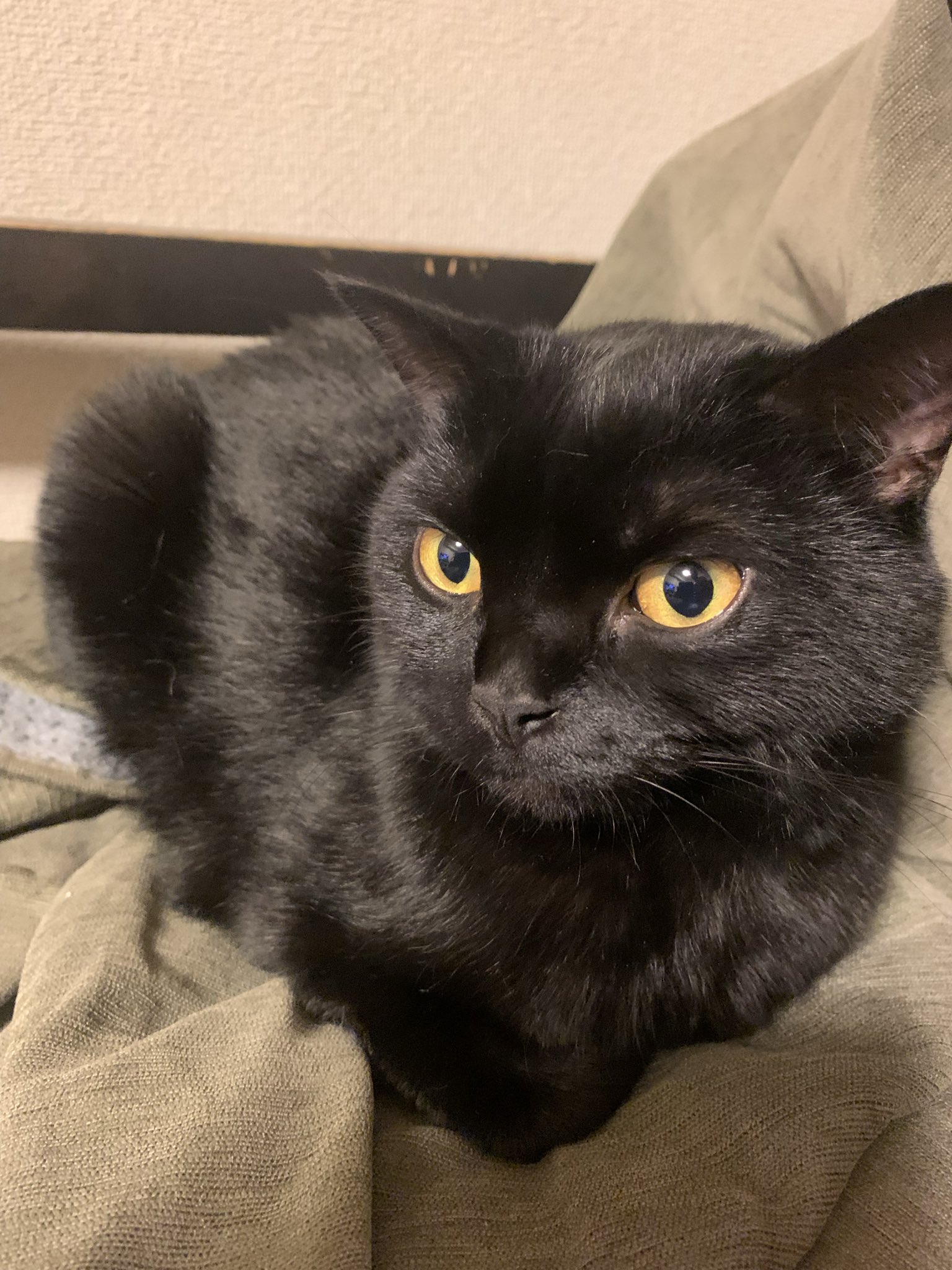 くろねこ鍾馗 on X: 