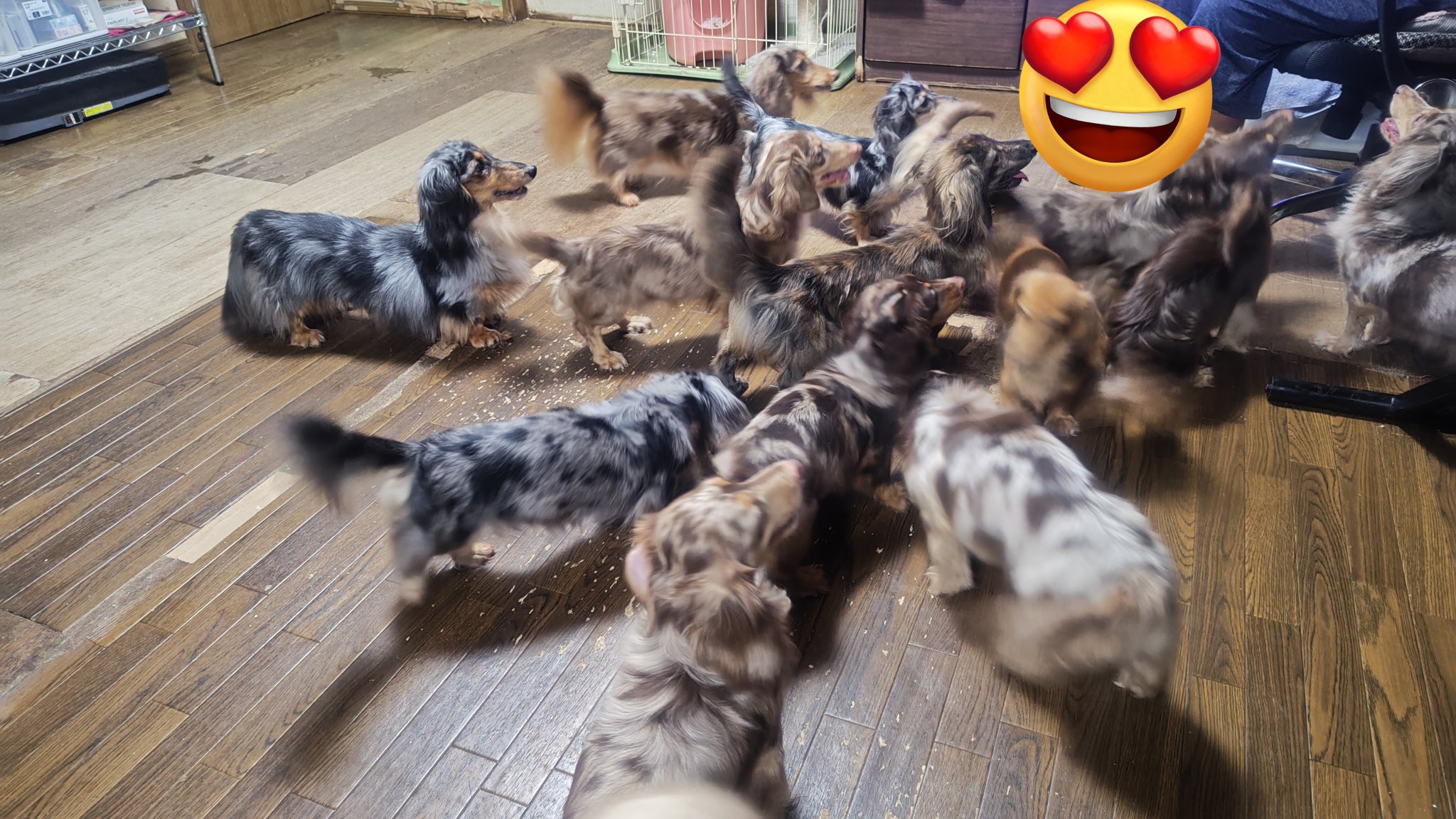 タッグチーム　14枚　まとめ売り 04292137_6810c80c750df.jpg