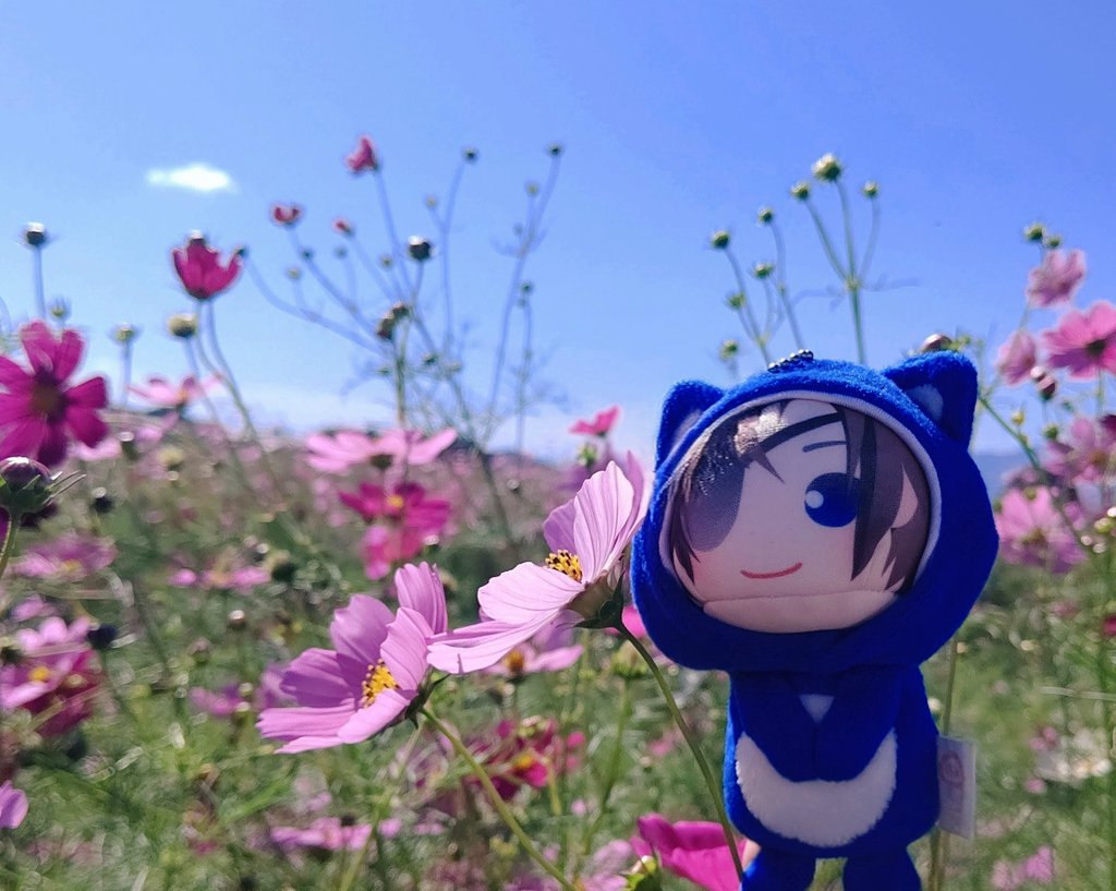 「久しぶりに奈良さんぽ 秋晴れのいいお天気で、ちょうど見頃を迎えた藤原京の秋桜を見」|ゆさうさのイラスト