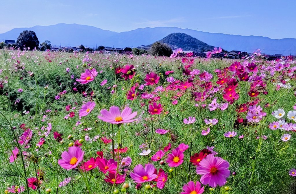 「久しぶりに奈良さんぽ 秋晴れのいいお天気で、ちょうど見頃を迎えた藤原京の秋桜を見」|ゆさうさのイラスト