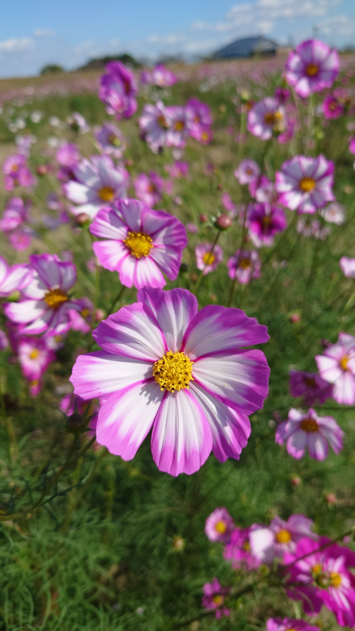 あさのっちページ あさのっち (@asanocchi_poke) / X