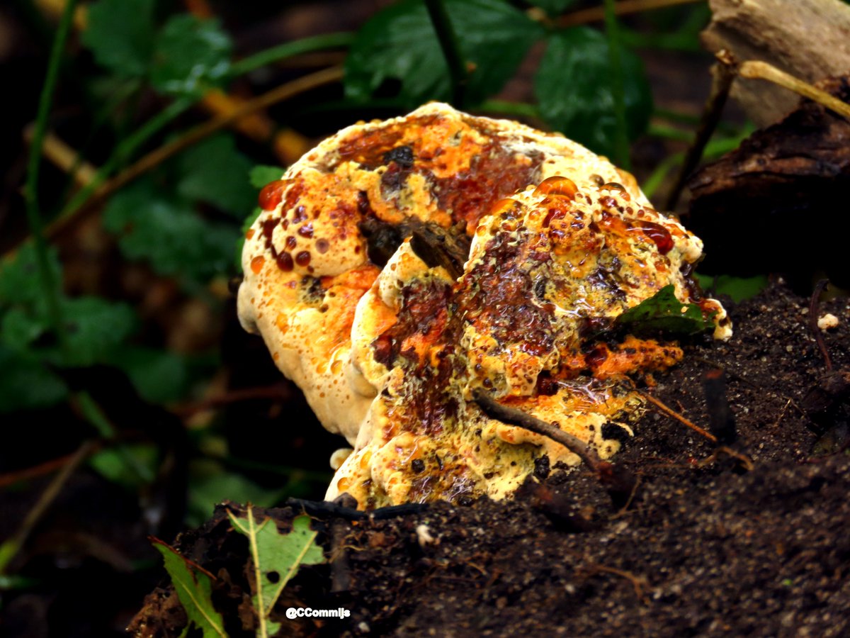 Goedemorgen. Deze #elzenweerschijnzwam zag ik gisteren in de heemtuin. 
Iedereen een fijne vrijdag 🙋‍♀️☕️🍄