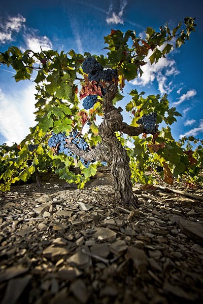 Se me mueren las plantas,
los amigos se van,
el gas sube,
y me queda un verso por pagar.
Gloria Fuertes – "Poeta de guardia" (1968)