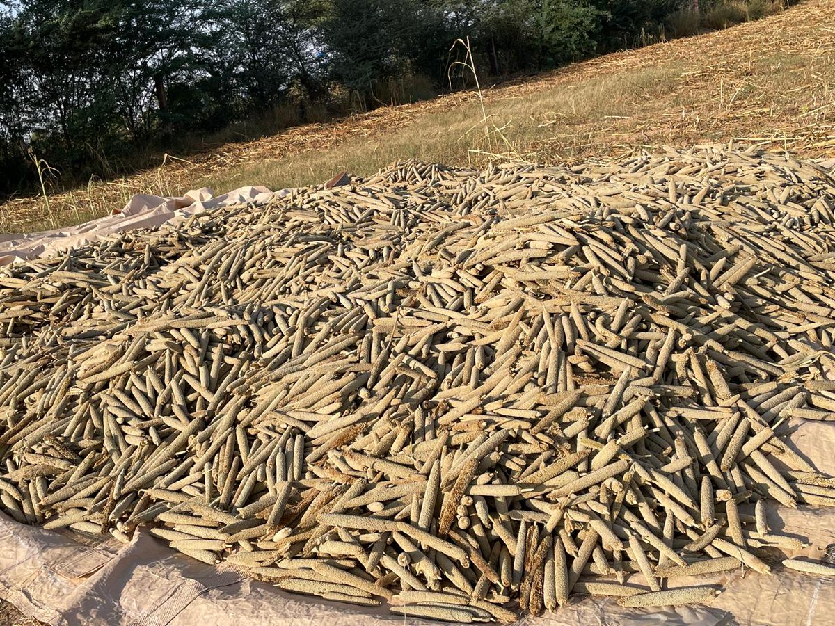 "बाजरी रा दाणा, माटी रा माणा।"
लाटे री तैयारी....