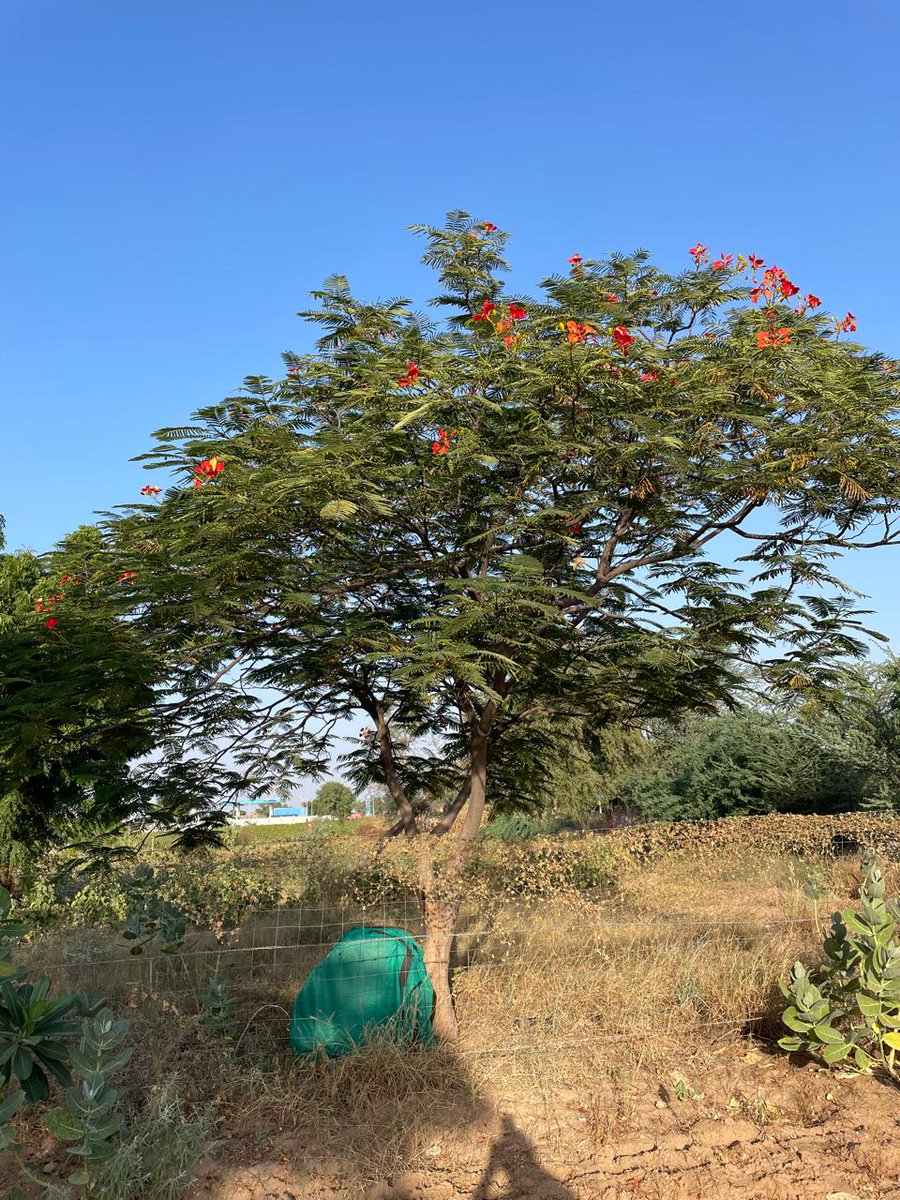 "गुलमोहर का रंग, मरू में  उमंग।"
@ फलोदी रामदेवरा रोड