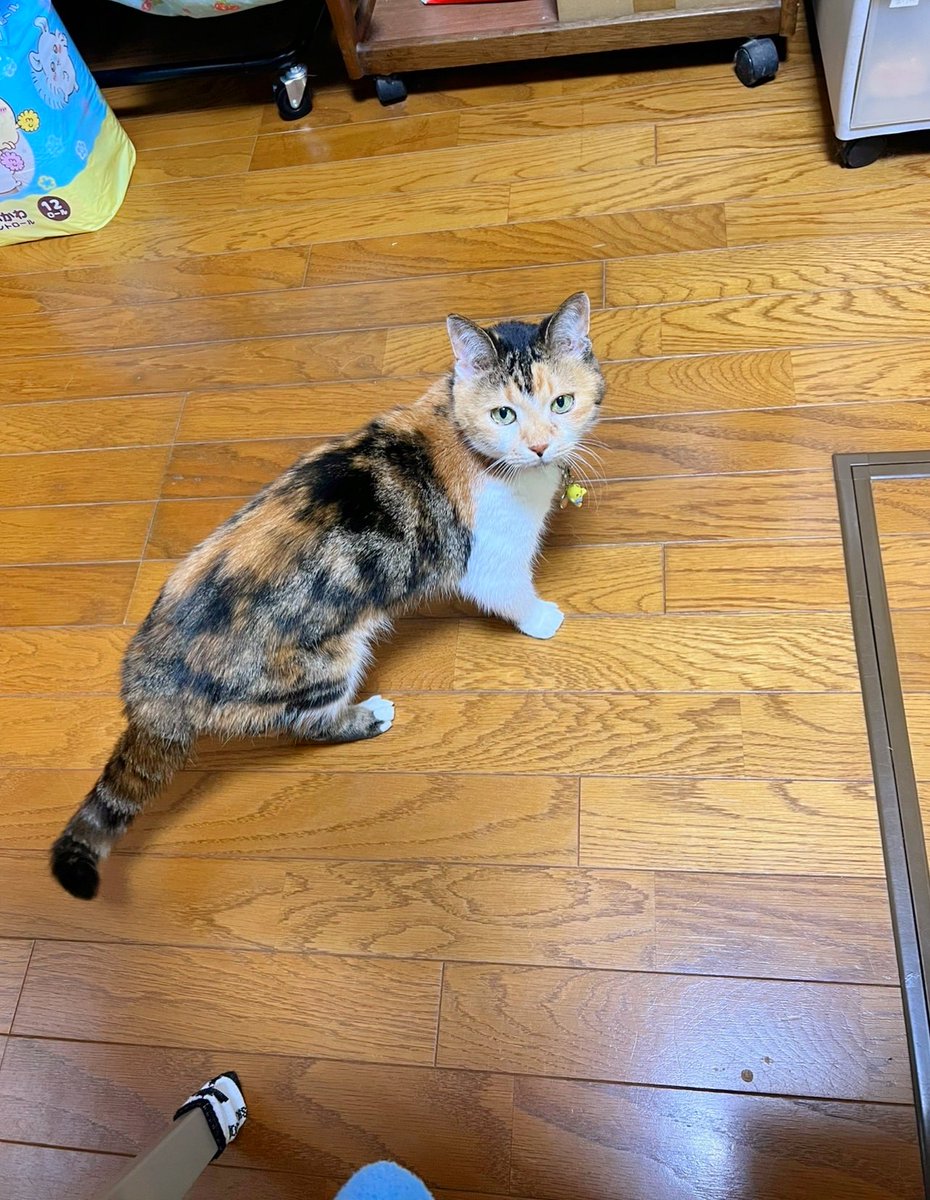 あめちゃん🐱 on X