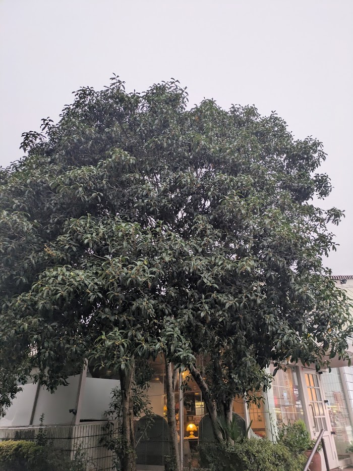 昨日久しぶりに　ステーキのあさくま 南柏店さんへ

店の入り口に、大きな金木犀

ちょうどよい香りがしていました

建物が、私が子供の頃から変わらず、
行くとなんか懐かしい気持ちになります