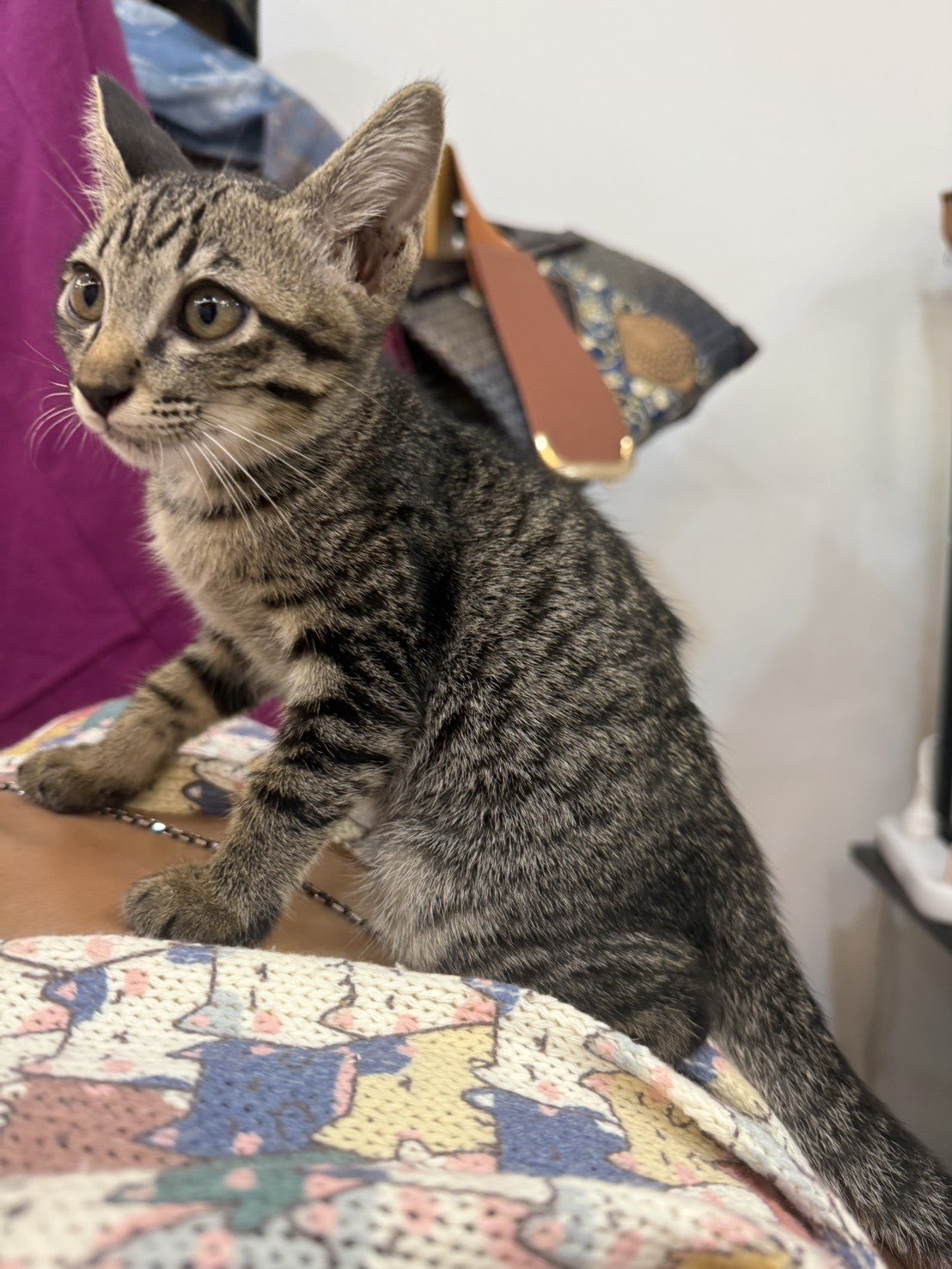 猫の虎 Naoya Akashi on X: 