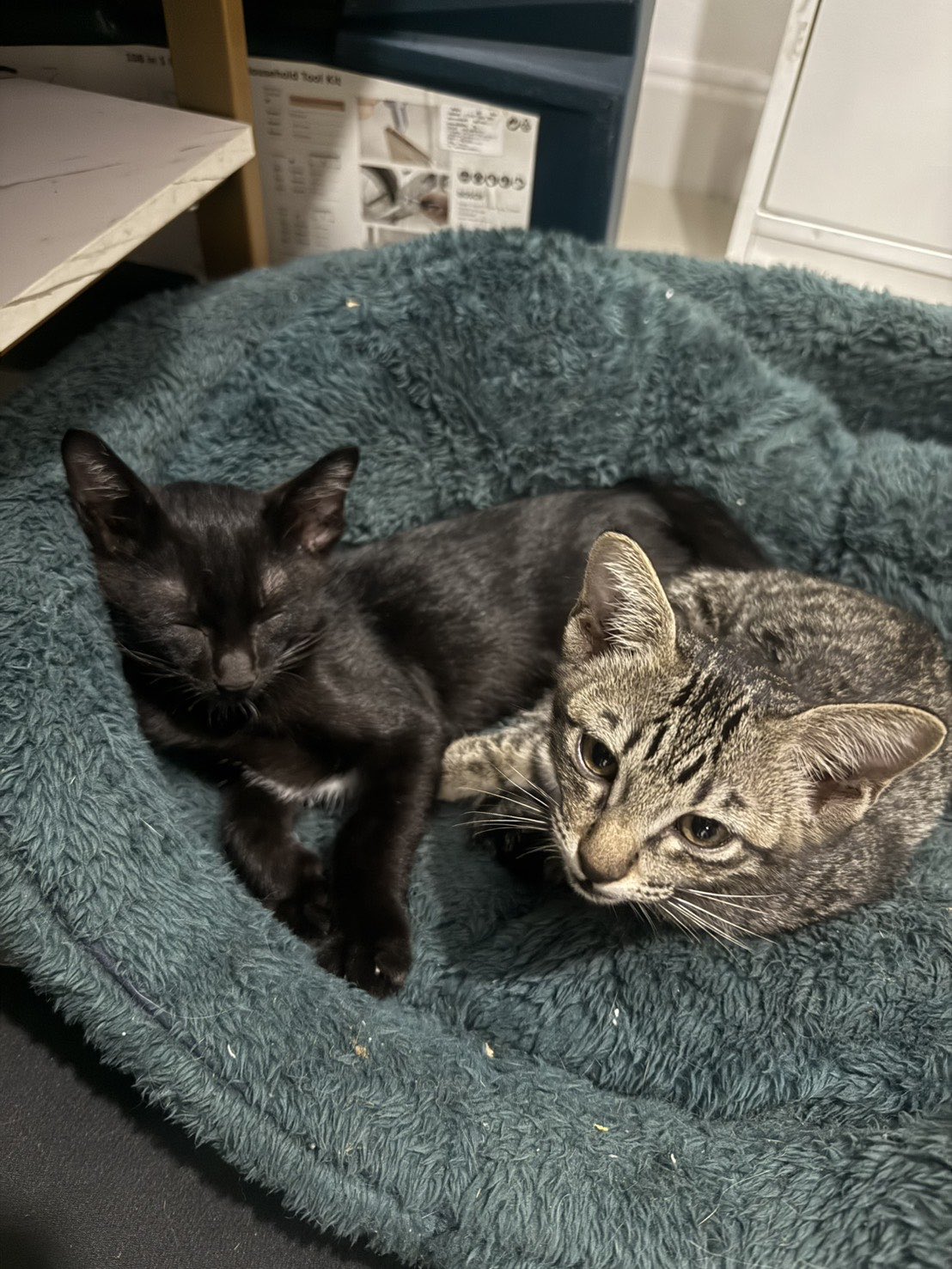 猫の虎 Naoya Akashi on X: 