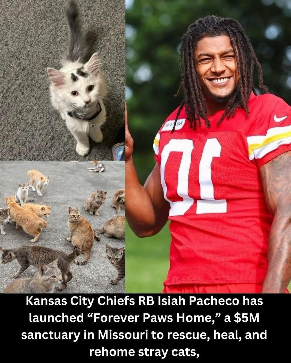 We don't deserve cats 😺 (@catsareblessing) on Twitter photo 