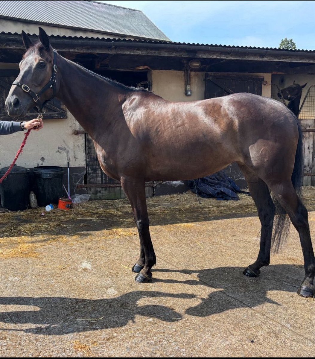 Blue Blood Racing tweet media