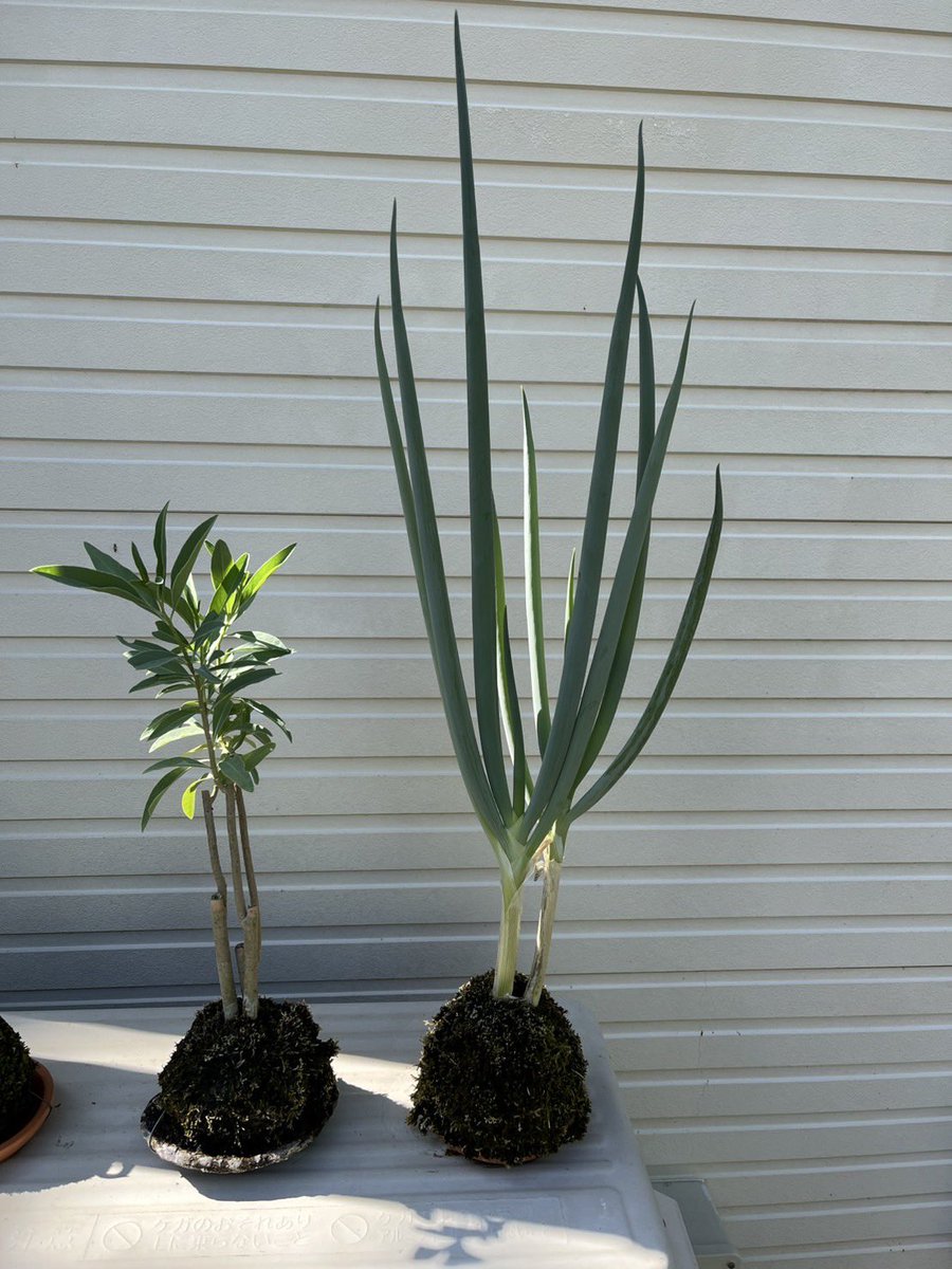 m_phoenixzoo's tweet image. 遊園地のスタッフが「苔玉」を作って園内に飾ってくれましたが...

＼＼＼ネ  ギ／／／