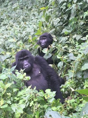 EscapeAdventur1's tweet photo. Unforgettable* Emphasizing the lifelong memory created by trekking mountain gorillas. For Bookings contact us on escapeadventuretours@gmail.com or WhatsApp: +256773450092 https://t.co/zUZ3fZKssH