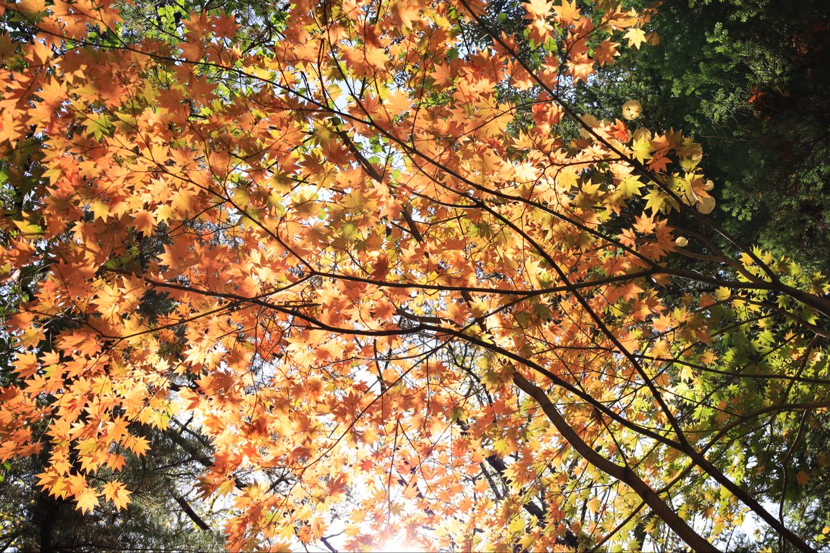 FPs9c's tweet photo. 秋🍂真っ盛り！
#上高地 https://t.co/84YBsU1EsF