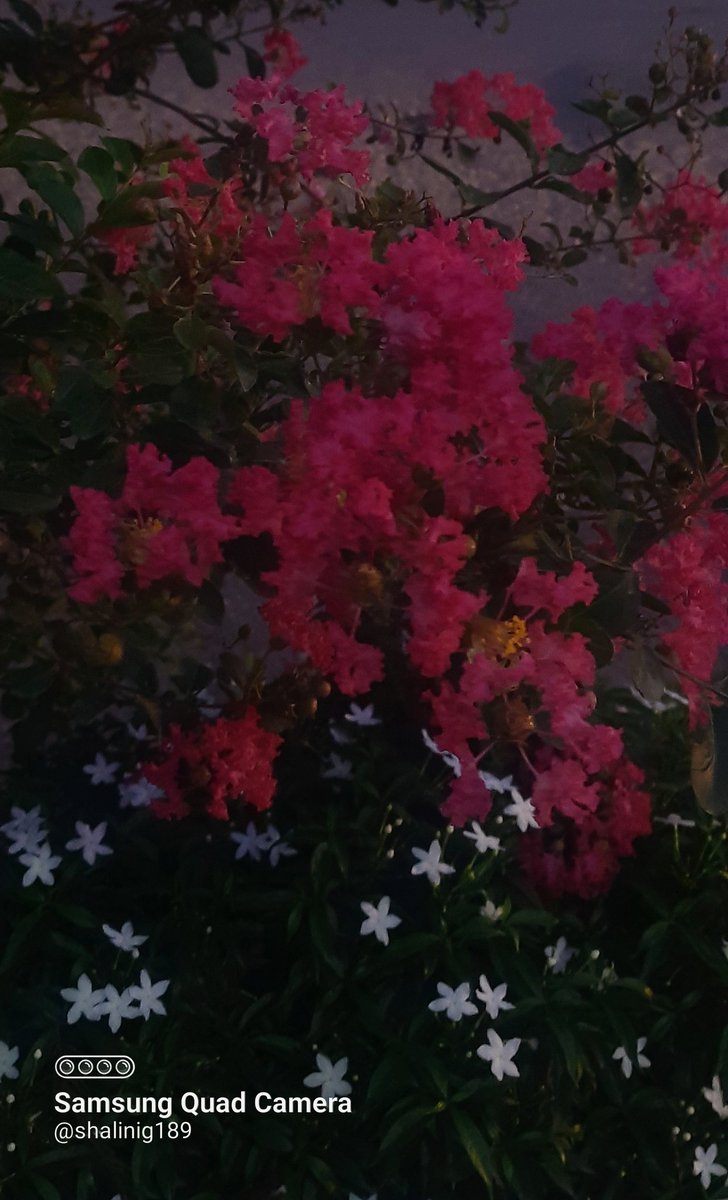 shalinig189_g's tweet image. You are complete in your own self..!!
But,when someone adds sparkle to ur being,something miraculous happen n ur life finds a new meaning ✨️ 💖
#Flowersonfriday
#lagerstroemiaindica #pinwheel
#FlowersOnX #tulika