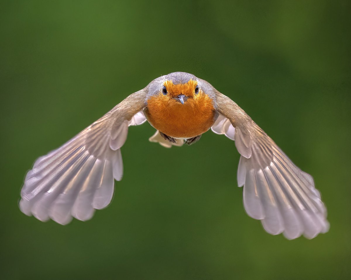 Natures_Voice's tweet image. Eyes on the weekend... #FlyDay&apos;s here!

📷 @Mart_the_Gooner