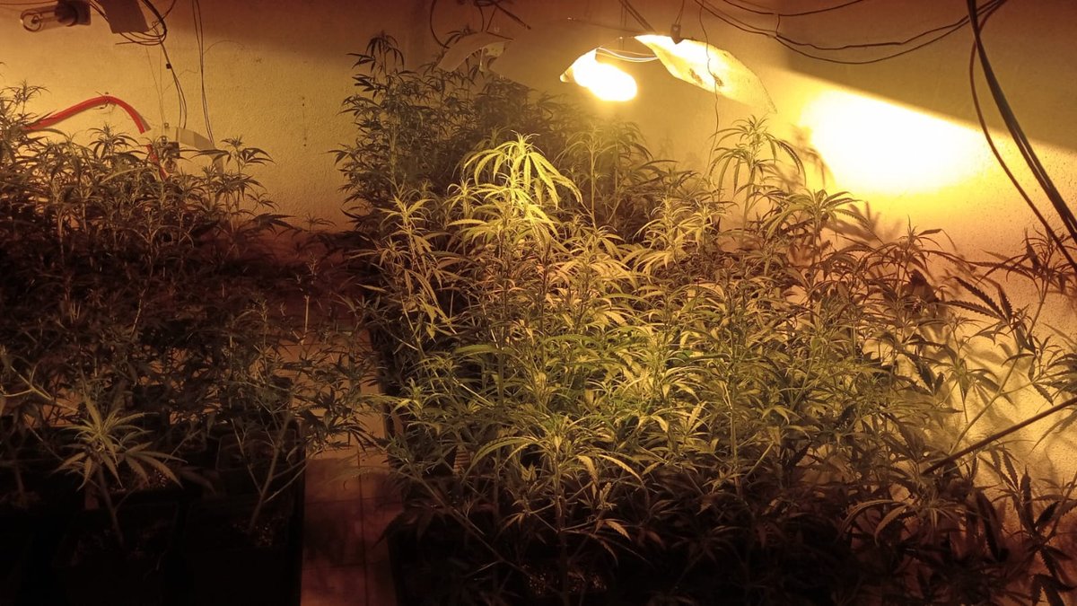 OlivellaAj's tweet photo. 🚓 Els Agents Municipals d'Olivella i la Guàrdia Civil decomissen 216 plantes de marihuana.

👉🏻 Tota la informació: https://t.co/HD3VsVu3zZ

#OlivellaEtCuida #Olivella #Garraf #Seguretat #Benestar #PoliciaLocal https://t.co/MLIj6uVoSi