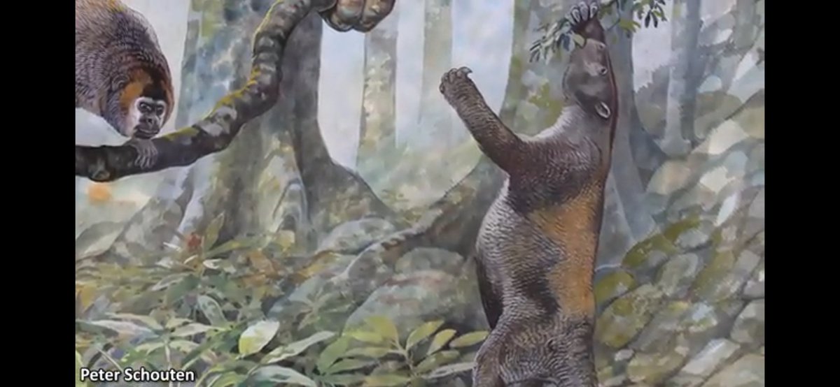 _marsdust's tweet image. what the fuck

me as a meiopsid: what

.