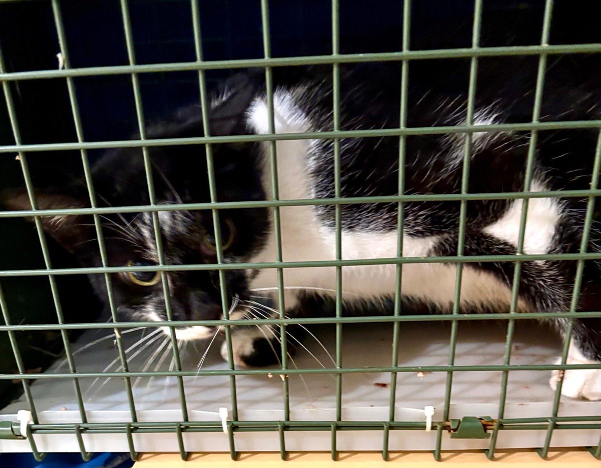 BLA BLA CAT
Les mois passent et toujours autant de chattes et chatons dans le bois
La petite dernière une jolie noire et blanche et un chaton noir
Arrêtez de prendre le bois pour un lieu où les chats vont arriver à s’en sortir tout seul
<a href="/onevoiceanimal/">One Voice</a> <a href="/SavoirAnimal07/">Savoir Animal, Le Magazine des Animaux</a> <a href="/FIFI728657/">FIFI728657.bsky.social</a>