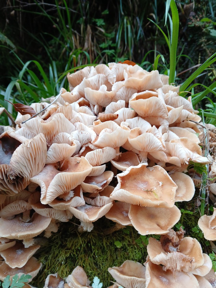 jenlrob's tweet photo. #FungiFriday found in @nationaltrust Hardcastle crags https://t.co/DfVGHT3Ky1