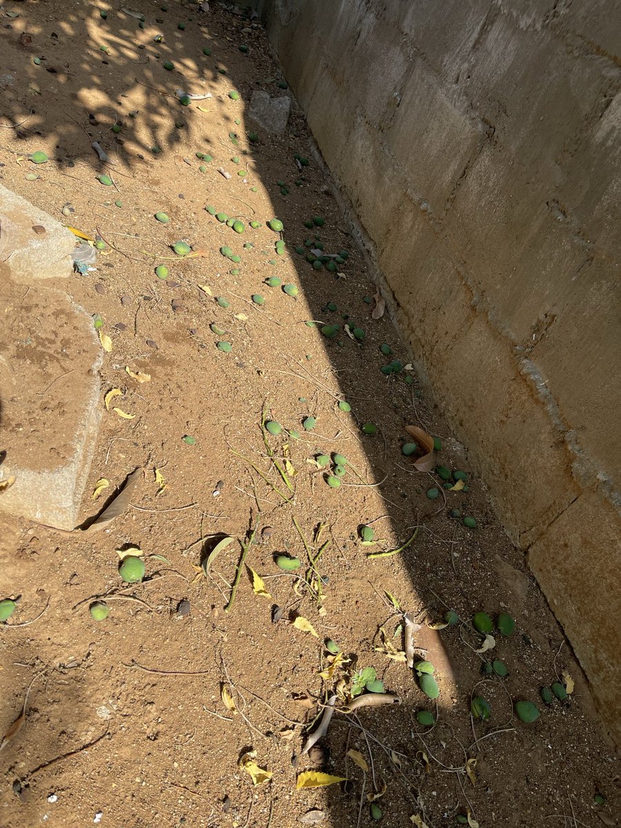 Ba ba kopang go tla pala ngwaga o. Share ya lona e tserwe ke pheho 🙌🏿