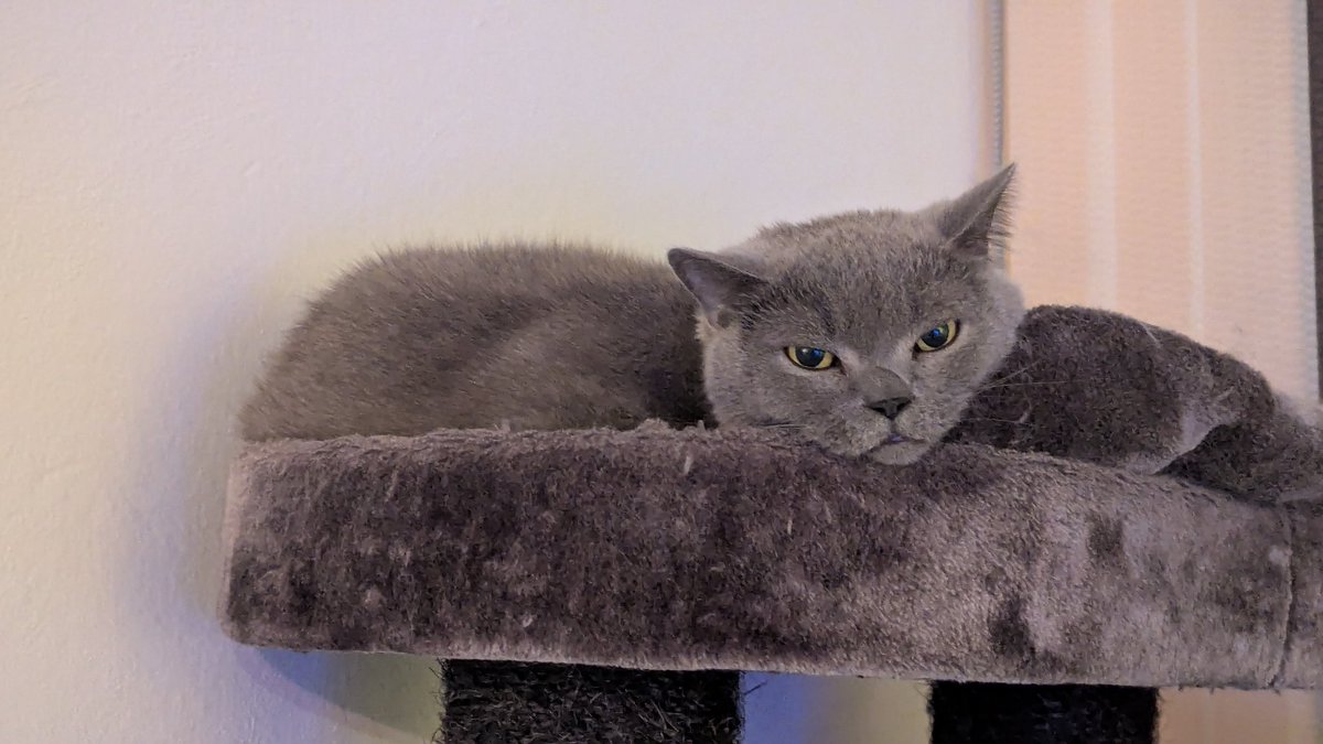 Chris Heilinger (@chris_heilinger) on Twitter photo It's Friday again, time to lie down and think about what I'm going to do at the weekend. ๐น๐บ๐โโฌ๐น
Have a great Friday, X friends. โ๐๐๐โโฌ๐บ #Kiro #cat It's Friday again, time to lie down and think about what I'm going to do at the weekend. ๐น๐บ๐โโฌ๐น
Have a great Friday, X friends. โ๐๐๐โโฌ๐บ #Kiro #cat