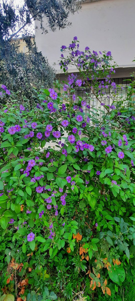 Evimin bahçesi çiçeklenmiş arkadaşlarr 😍 Gününüz böyle geçsin inşallah,  günaydınnnn ☀️