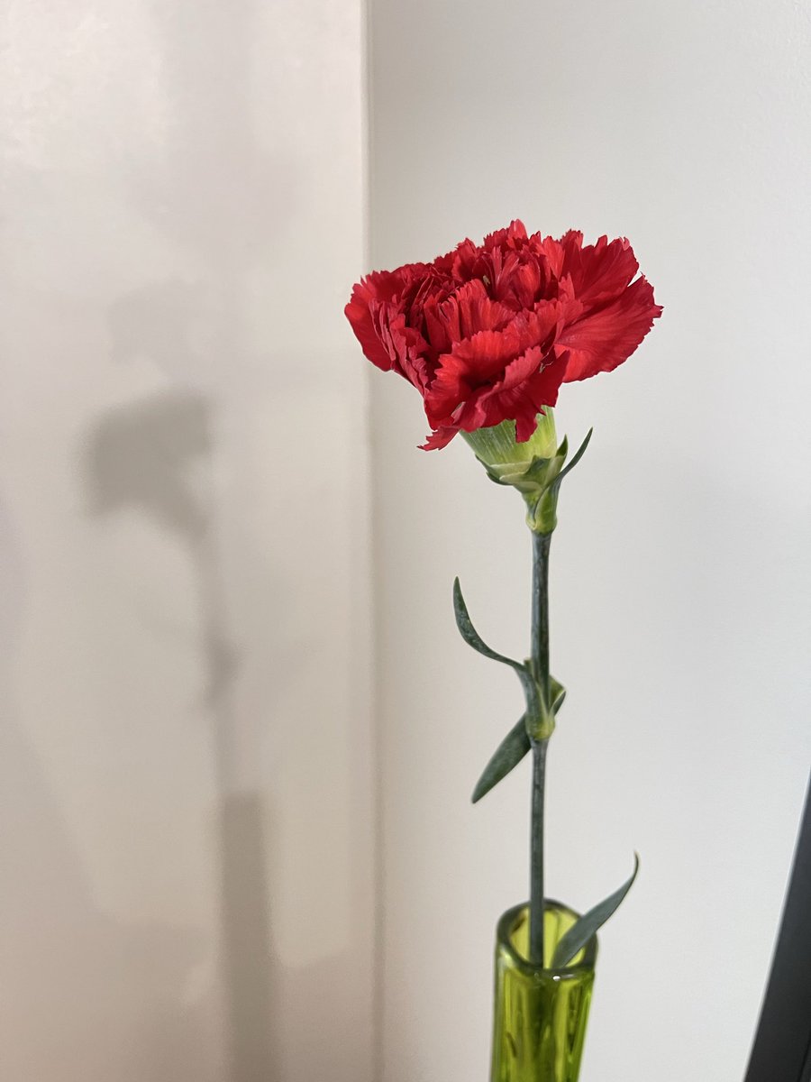 When you feel down and casually visit the local farmers' market, only to receive a bunch of these carnations as a gift from your regular florist. 
Felt good and grateful for a while.

#Brussels