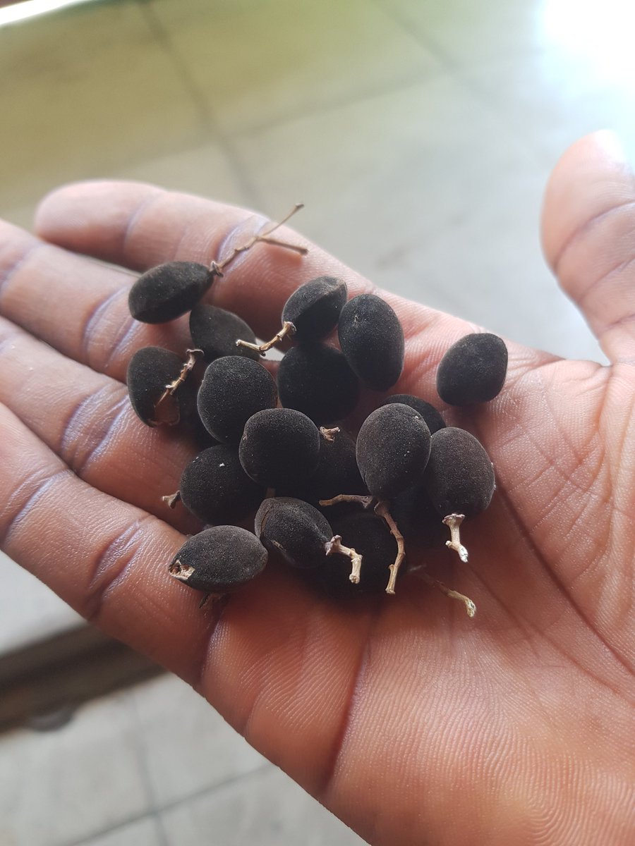 𝗕𝗔𝗥𝗡𝗬 𝗢 tweet media