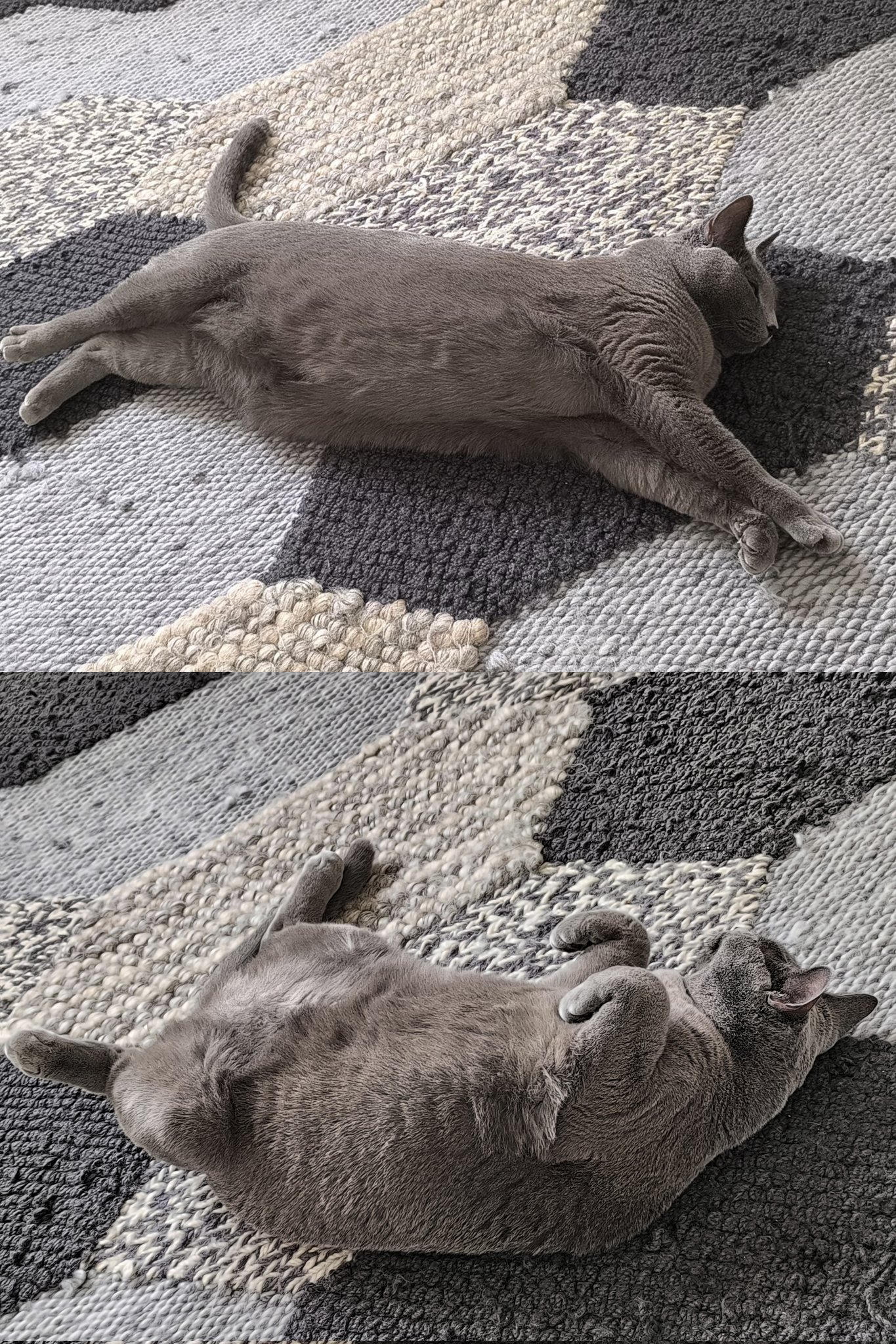 眠りネコ Amazon.co.jp: トーヨー 折り紙 超難解折紙 眠りねこ 30cm角