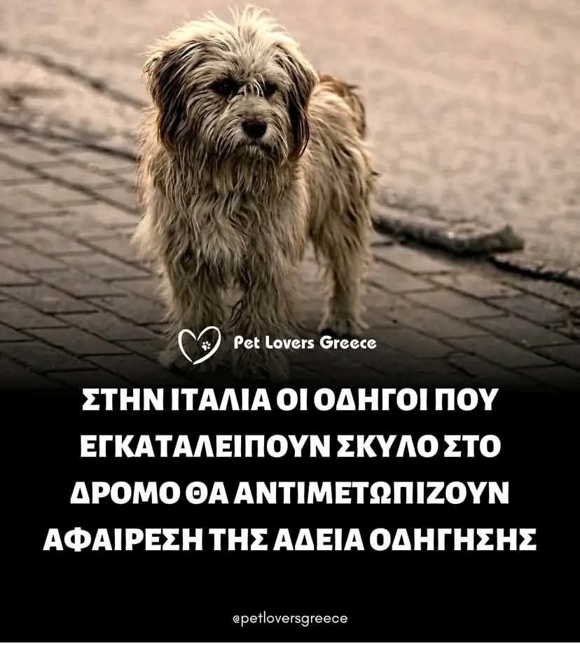 κουκουβάγια...mar🦉🐶🐱🐾 (@gmm9ojxiv6yyjco) on Twitter photo 