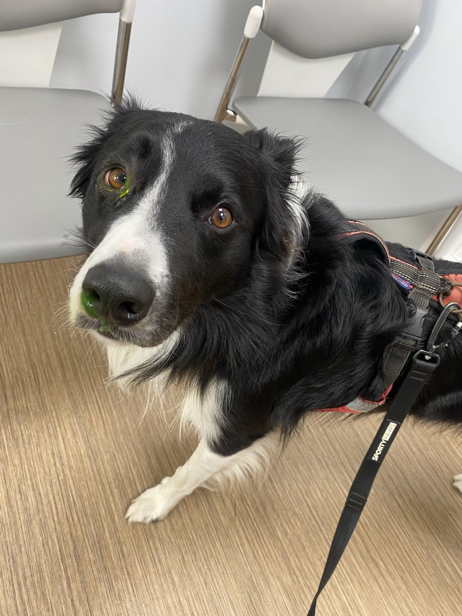 Yesterday I had to go to the vets &amp; she put yellow dye in my eye to check it didn’t have anything in it &amp; she got it on my nose 😤 I didn’t like it but still gave her cuddles after. 
After 1 day of eye drops it’s already so much better 😊