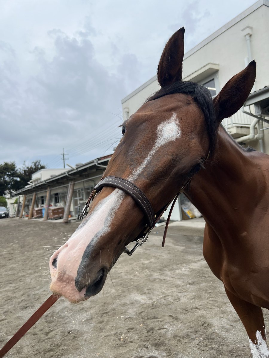 【出走情報📣】
今週末は東京競馬場でピコテンダーが出走します🐴♦️

10/19(日)8R
3歳以上1勝クラス  1,400mダート
#戸崎圭太 騎手

本当にずーっと惜しい競馬をしてるピコテンダー(馬柱とってもカラフルです笑)、今回も前走と同じコース、同じ戸崎騎手とのコンビで再度頑張ります‼︎