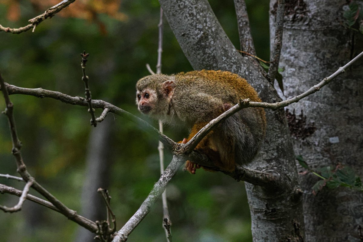 dinobreezy's tweet photo. Goodmorning everyone ☕️ Have a great Friday with these shots of the Squirrel Monkeys (Saimiri) in Dutch 🇳🇱 Doodshoofdaapjes 🐒

#GoodMorningX #FridayMotivation 
#squirrelmonkey #saimiri #doodshoofdaapje #monkey #Hoenderdaell #zoo #photography #canon #sigma #gknfotografie https://t.co/vW7CvoGhuB
